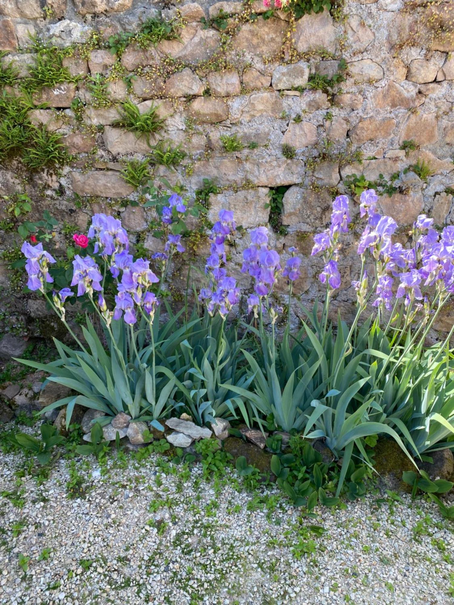 Ferme Fleurie Bed and Breakfast Bergesserin Buitenkant foto